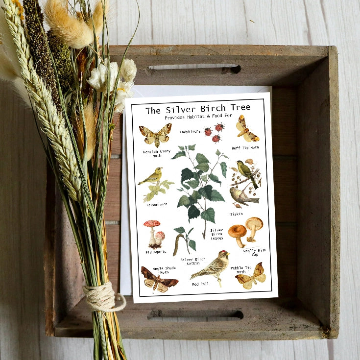 Silver Birch Tree Seed Card