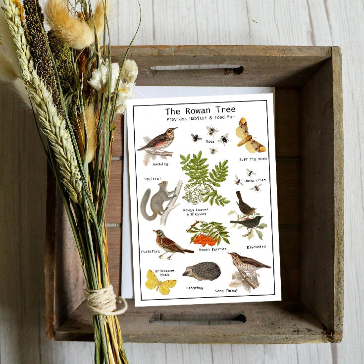 Rowan Tree Seed Card