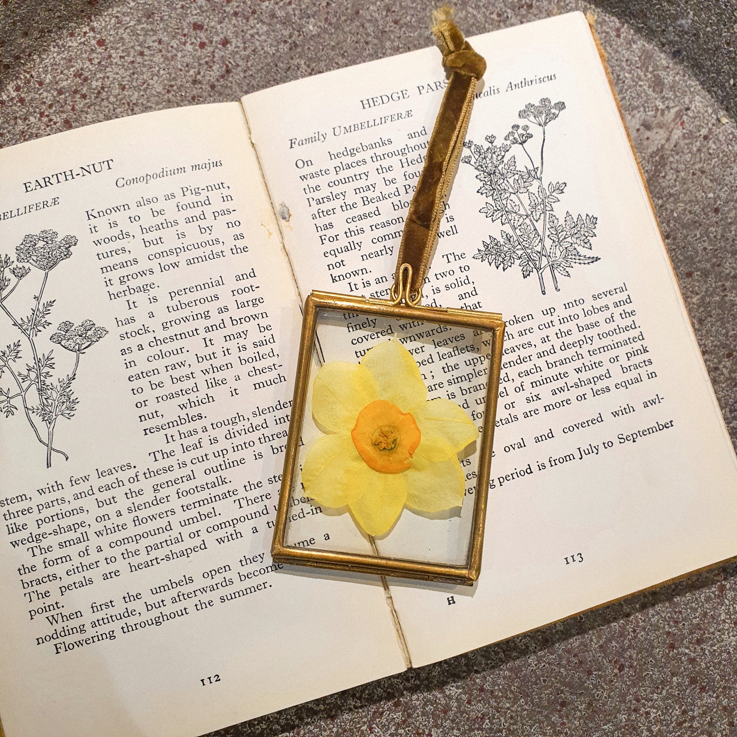 Pressed Flower Frame - Daffodil